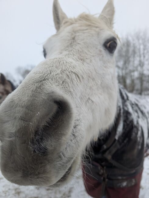 Reitbeteiligung an westerngerittenem Araber, Sabrina, Horse Sharing
, Twistringen 