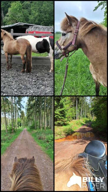 Reitbeteiligung an Islandpferd, Stute, Birgit, Konie na sprzedaż, Reinsfeld , Image 10