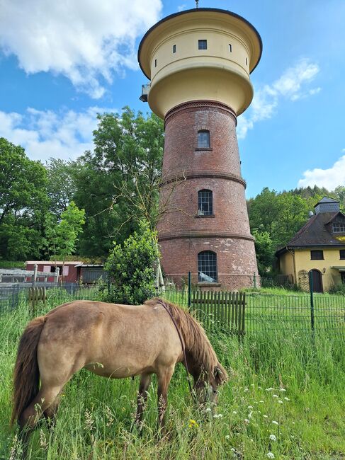 Reitbeteiligung an Islandpferd, Stute, Birgit, Konie na sprzedaż, Reinsfeld , Image 3