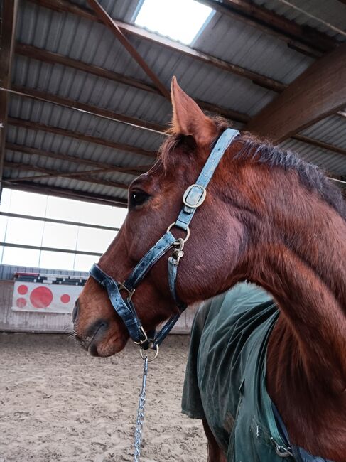 Pflege- oder Reitbeteiligung, Nicole Neufeld , Horse Sharing
, Burghaun