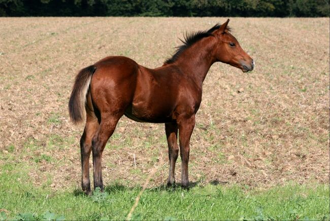 überdurchschnittlicher Quarter Horse Absetzer, Kerstin Rehbehn (Pferdemarketing Ost), Pferd kaufen, Nienburg, Abbildung 4