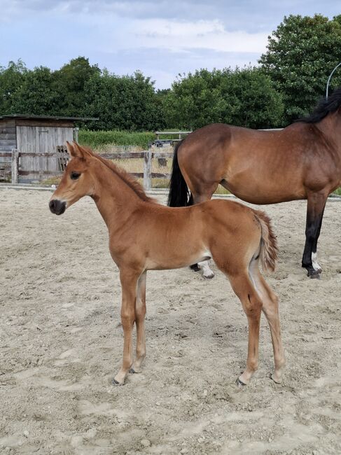 Überragende Zuchtstute/Fohlen mit Grand Prix Genetik zum Verkauf, Thomas Blaß, Horses For Sale, Cuxhaven, Image 2
