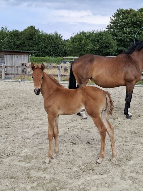 Überragende Zuchtstute/Fohlen mit Grand Prix Genetik zum Verkauf, Thomas Blaß, Horses For Sale, Cuxhaven, Image 6