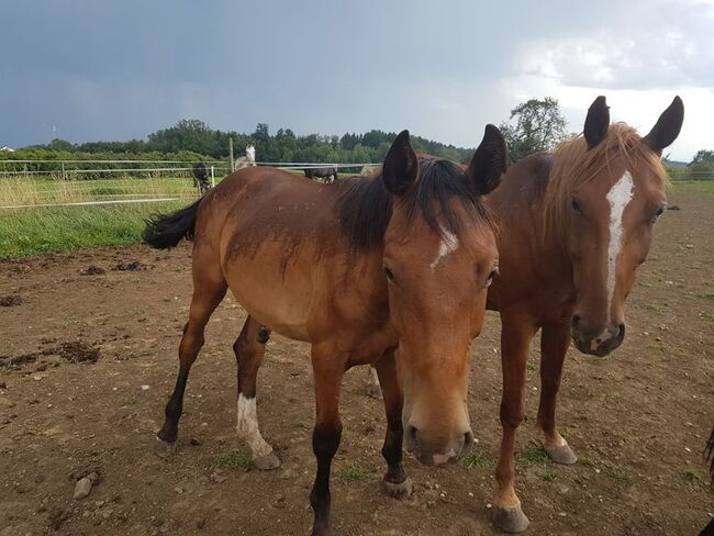 Ausgelichen Freizeitkumpel, Sandra Müller, Horses For Sale, Ravensburg