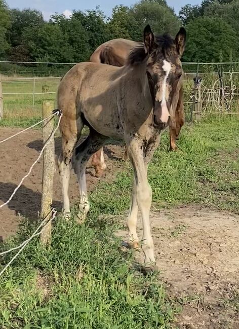 Außergewöhnliches dressurbetontes Hengstfohlen Jährling, Sarah Nadine M., Horses For Sale, Bad Bentheim, Image 3