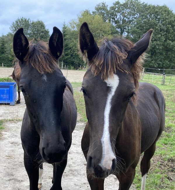 Außergewöhnliches dressurbetontes Hengstfohlen Jährling, Sarah Nadine M., Horses For Sale, Bad Bentheim, Image 5