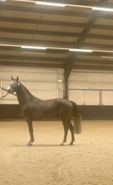 Ausnahmetalent für den Springsport/Zucht, Ich40, Horses For Sale, Isterberg Wengsel, Image 6