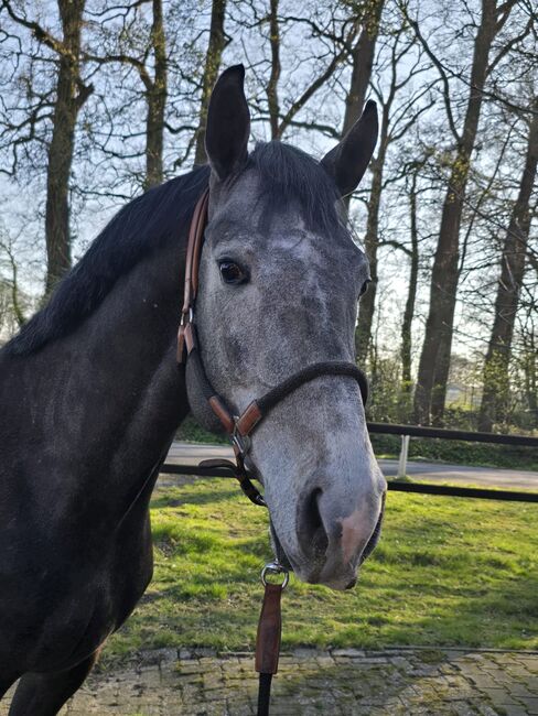 Ausnahmetalent für den Springsport/Zucht, Ich40, Horses For Sale, Isterberg Wengsel, Image 2