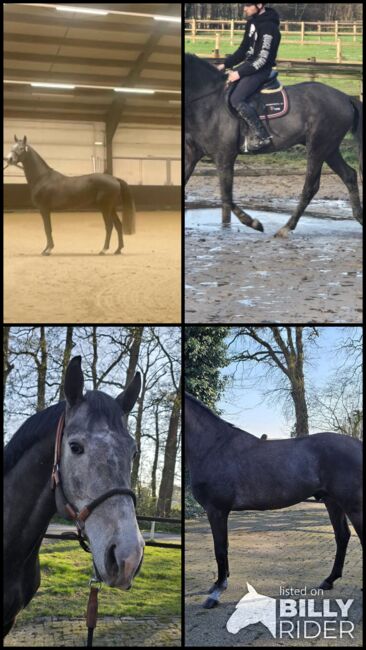 Ausnahmetalent für den Springsport/Zucht, Ich40, Horses For Sale, Isterberg Wengsel, Image 10
