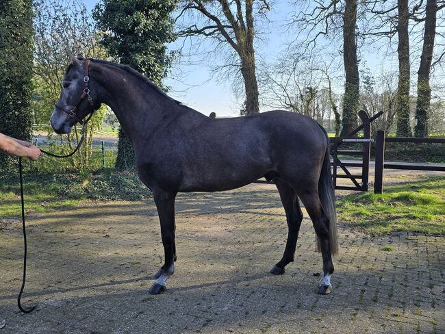 Ausnahmetalent für den Springsport/Zucht, Ich40, Horses For Sale, Isterberg Wengsel, Image 5
