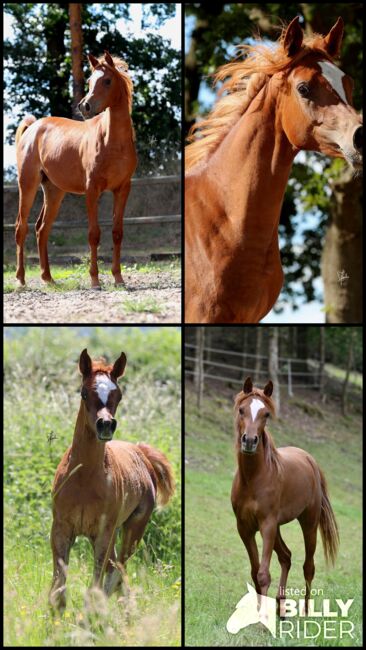 Außergewöhnliche Blue List Stute, Patrick Ricke , Horses For Sale, Winterberg , Image 7