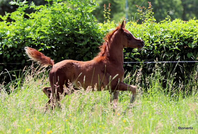 Außergewöhnliche Blue List Stute, Patrick Ricke , Horses For Sale, Winterberg , Image 5