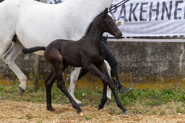 Außergewöhnlicher Hengstabsetzer, Steiner, Horses For Sale, Meitingen, Image 2