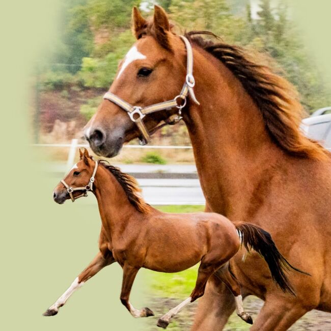 Reitpony Sportpony Stute Sonderfarbe Hengst Turnier, Nicole, Konie na sprzedaż, paplitz, Image 2