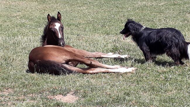 Dressurnachwuchs 5 jähriger Wallach, Isa1, Konie na sprzedaż, Euskirchen