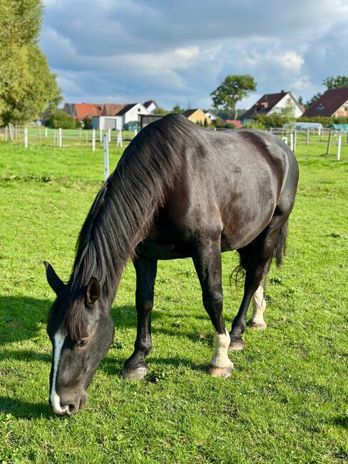 Herzenspferd zum Verkauf, Tanja Georges, Konie na sprzedaż, Schwabach