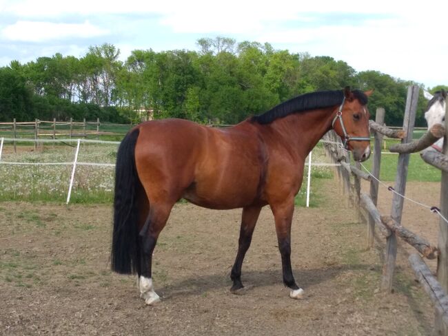 Unkomplizierter bedingt reitbarer ÖWB Wallach sucht Beistellpatz, Jasmin , Horses For Sale, Mistelbach