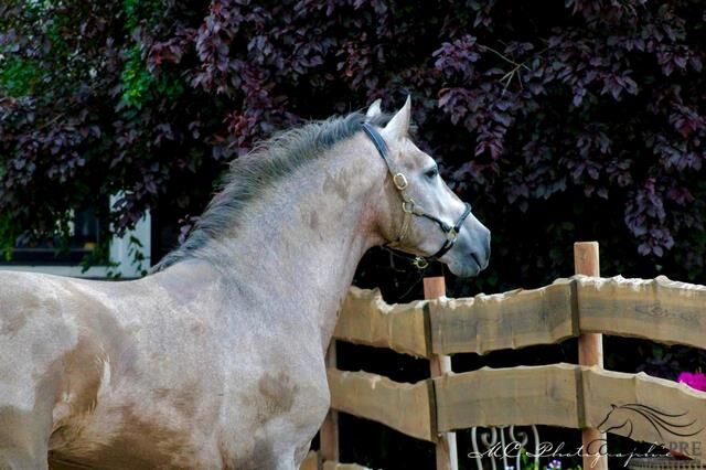 Wundervoller barocker PRE Hengst im alten Typ stehend, Thomas Adams (Caballos PRE), Horses For Sale, Bell, Image 2