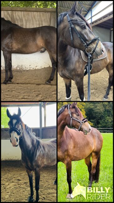 Wunderschönes Freizeitpferd!, A. Karakoc, Horses For Sale, Dortmund, Image 6