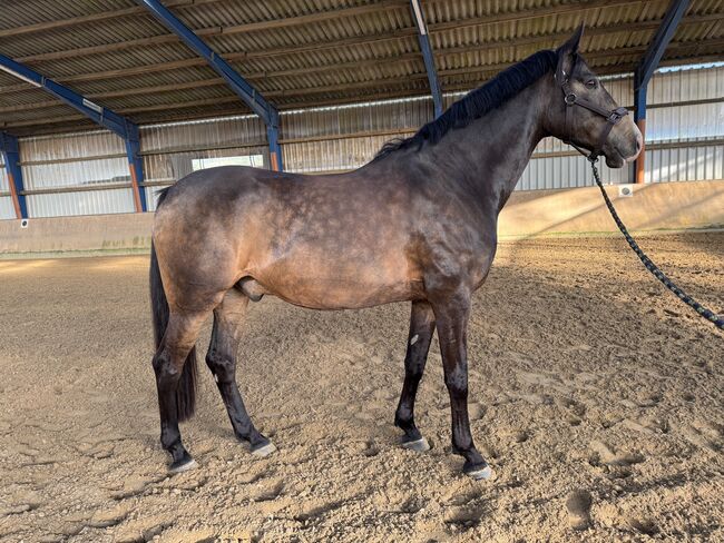 Wunderschönes Freizeitpferd!, A. Karakoc, Horses For Sale, Dortmund, Image 5