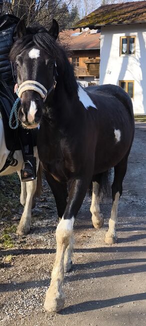 Traumhafter Pinto Wallach, Schmid, Horses For Sale, Bad Endorf