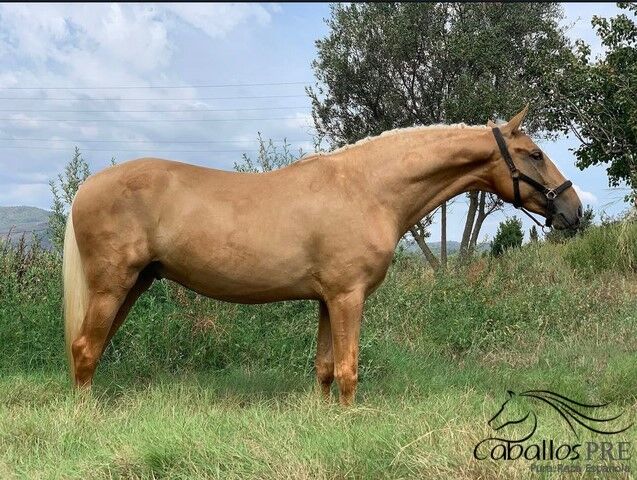 Wundervoller PRE Palomino Wallach, Thomas Adams (Caballos PRE), Horses For Sale, Bell, Image 2