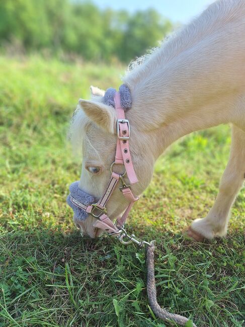 Entzückende Mini-Shetty Stuten, Karin , Horses For Sale, Langenlois, Image 10