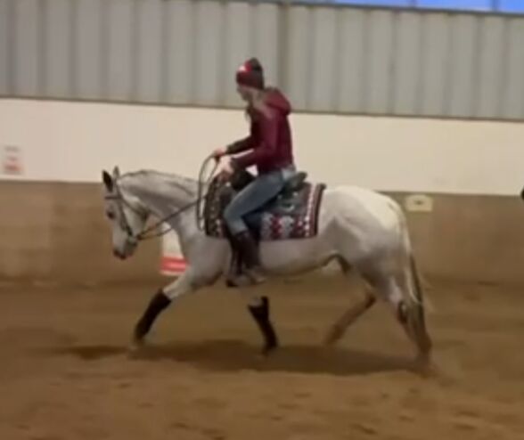 Wunderbare 5 jährige ApHC Stute, A. Gößler, Horses For Sale, Morbach, Image 8