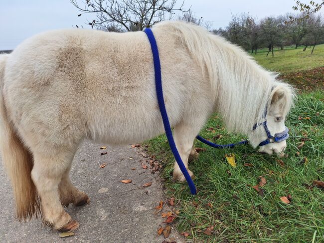 Entzückende Mini-Shetty Stute, Karin , Horses For Sale, Langenlois, Image 8