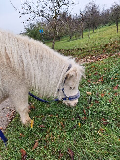 Entzückende Mini-Shetty Stute, Karin , Horses For Sale, Langenlois, Image 9