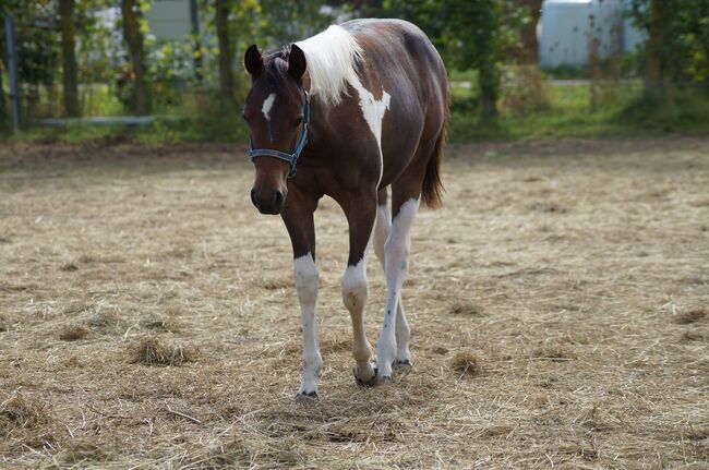 Wundervolle Paint Horse Nachwuchsstute von Aint It The Blues, Kerstin Rehbehn (Pferdemarketing Ost), Horses For Sale, Nienburg, Image 6