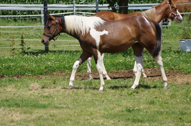 Wundervolle Paint Horse Nachwuchsstute von Aint It The Blues, Kerstin Rehbehn (Pferdemarketing Ost), Horses For Sale, Nienburg, Image 3