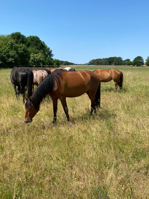 Wundervolle PRE Stute, Kerstin Rehbehn (Pferdemarketing Ost), Horses For Sale, Nienburg, Image 7