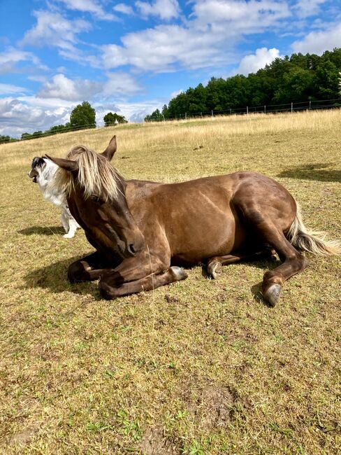 Wundervolle Quarter Horse Stute in Silver Bay, Kerstin Rehbehn (Pferdemarketing Ost), Horses For Sale, Nienburg, Image 7