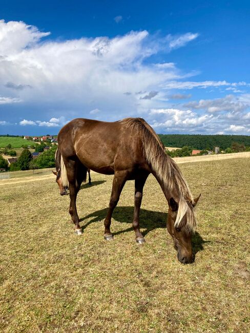 Wundervolle Quarter Horse Stute in Silver Bay, Kerstin Rehbehn (Pferdemarketing Ost), Horses For Sale, Nienburg, Image 5