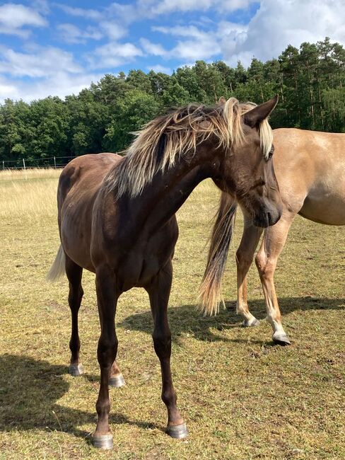 Wundervolle Quarter Horse Stute in Silver Bay, Kerstin Rehbehn (Pferdemarketing Ost), Horses For Sale, Nienburg