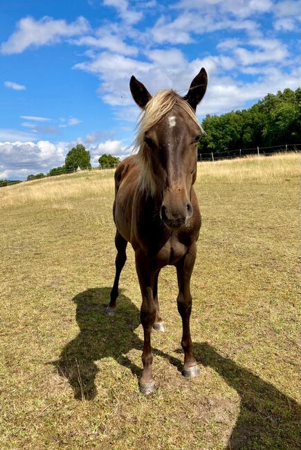 Wundervolle Quarter Horse Stute in Silver Bay, Kerstin Rehbehn (Pferdemarketing Ost), Horses For Sale, Nienburg, Image 2