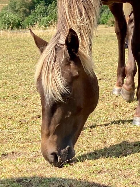 Wundervolle Quarter Horse Stute in Silver Bay, Kerstin Rehbehn (Pferdemarketing Ost), Horses For Sale, Nienburg, Image 6