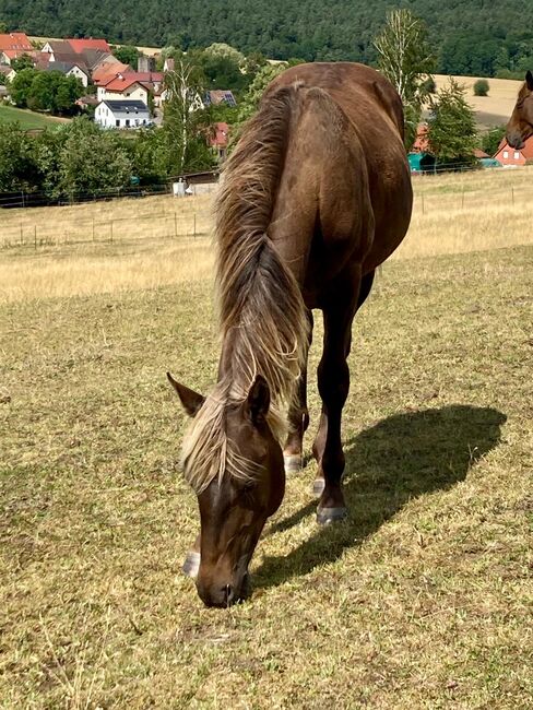Wundervolle Quarter Horse Stute in Silver Bay, Kerstin Rehbehn (Pferdemarketing Ost), Horses For Sale, Nienburg, Image 4