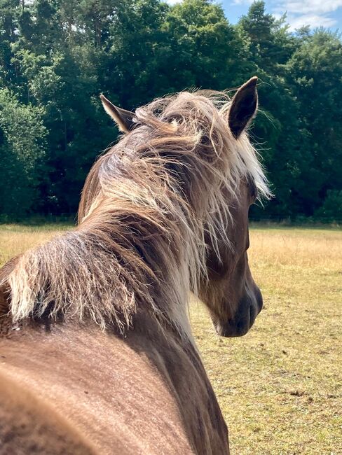 Wundervolle Quarter Horse Stute in Silver Bay, Kerstin Rehbehn (Pferdemarketing Ost), Horses For Sale, Nienburg, Image 3