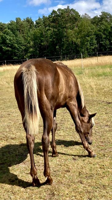 Wundervolle Quarter Horse Stute in Silver Bay, Kerstin Rehbehn (Pferdemarketing Ost), Horses For Sale, Nienburg, Image 8