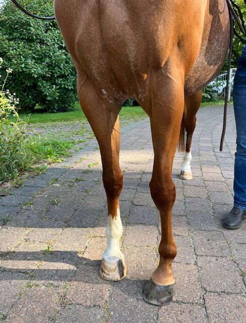 Wundervolle Quarter Horse Stute mit ganz lieben Wesen, Kerstin Rehbehn (Pferdemarketing Ost), Horses For Sale, Nienburg, Image 8