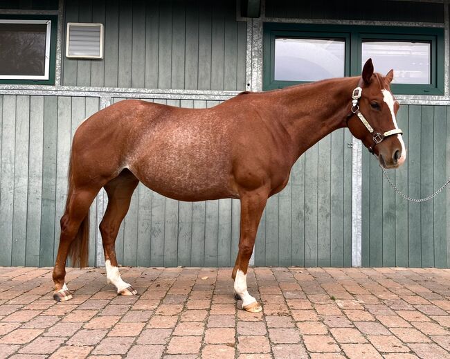 Wundervolle Quarter Horse Stute mit ganz lieben Wesen, Kerstin Rehbehn (Pferdemarketing Ost), Horses For Sale, Nienburg, Image 10