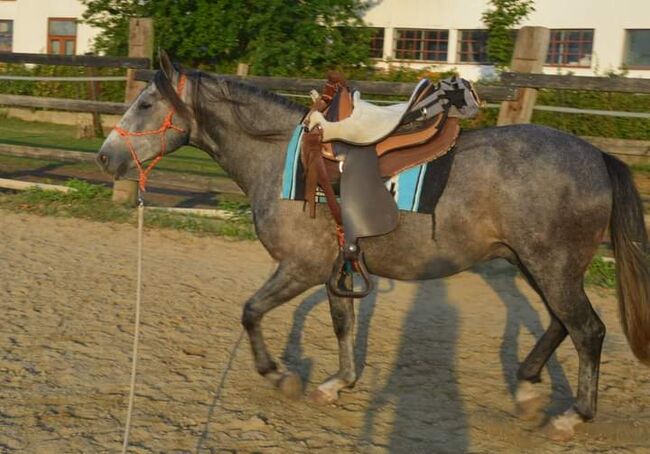 Junger Berber, Rappschimmel, 1,50, Giovanna Göschl , Horses For Sale, Jánossomorja, Image 18