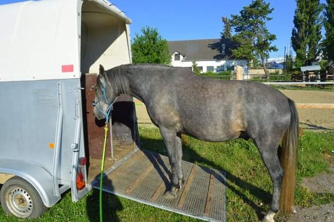 Junger Berber, Rappschimmel, 1,50, Giovanna Göschl , Horses For Sale, Jánossomorja, Image 9