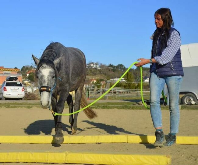 Junger Berber, Rappschimmel, 1,50, Giovanna Göschl , Horses For Sale, Jánossomorja, Image 6