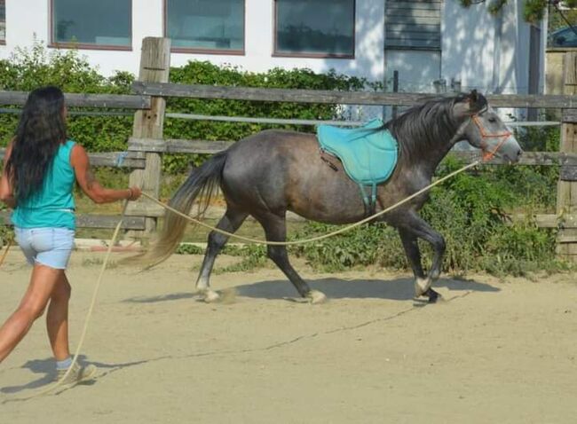 Junger Berber, Rappschimmel, 1,50, Giovanna Göschl , Horses For Sale, Jánossomorja, Image 13