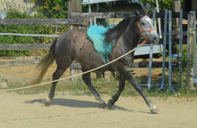 Junger Berber, Rappschimmel, 1,50, Giovanna Göschl , Horses For Sale, Jánossomorja, Image 14