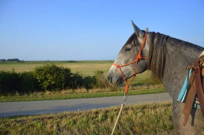 Junger Berber, Rappschimmel, 1,50, Giovanna Göschl , Horses For Sale, Jánossomorja, Image 17