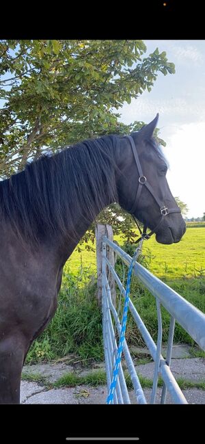 Jungpferd, Schoolmann , Horses For Sale, Hinte, Image 2